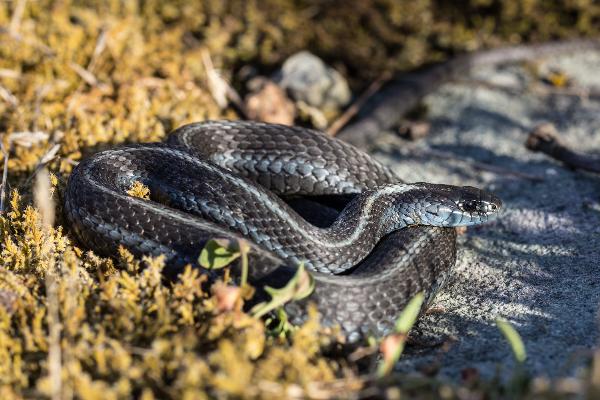 Photo of Thamnophis sirtalis by Dieter Thommen